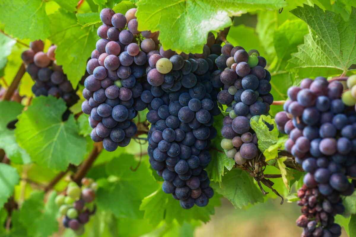 Découvrez la Culture du Vin 5 façons d'apprendre